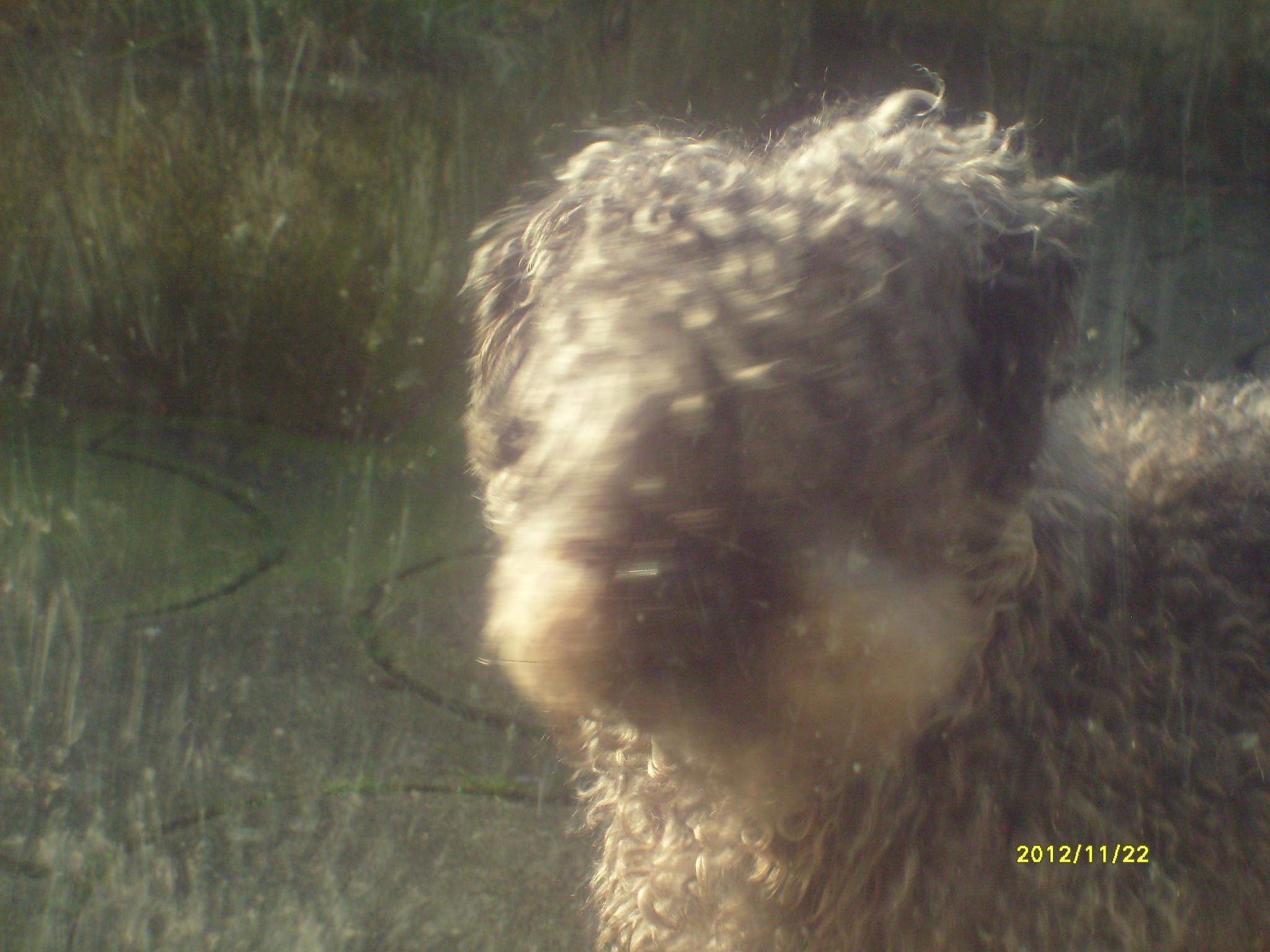 What is wrong with my dog? What is wrong with my dog?