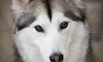 What is the difference between the Alaskan Malamute and the Siberian Husky?
