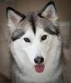 What is the difference between the Alaskan Malamute and the Siberian Husky?