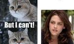 Who likes Kristen Stewart, the Actress (Bella of Twilight)