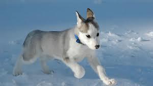 Does everybody here love huskies? Does everybody here love huskies?