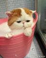 How often should cats be bathed?