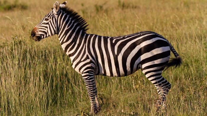 Can zebras be domesticated and trained? Can zebras be domesticated and trained?