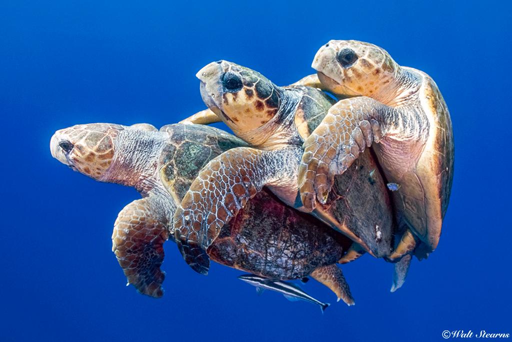 do you like turtels? do you like turtels?
