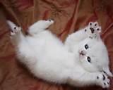 Is it possible that a cat fancies me?! Is it possible that a cat fancies me?!