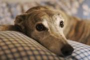 Random Facts About Greyhounds!