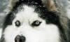 If you had a Siberian Husky, what would you call him/her?