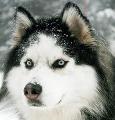 If you had a Siberian Husky, what would you call him/her?