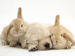 if you could be any animal what would you be if you could be any animal what would you be