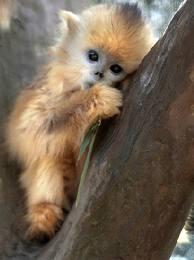 Is there such thing as a miniature monkey and can you have them as pets?