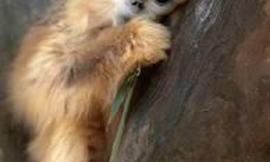Is there such thing as a miniature monkey and can you have them as pets?