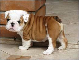What is your favourite type of dog? What is your favourite type of dog?