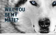 Do u like wolves?
