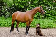 Are horses smarter than dogs?