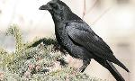 How much do you know about ravens?