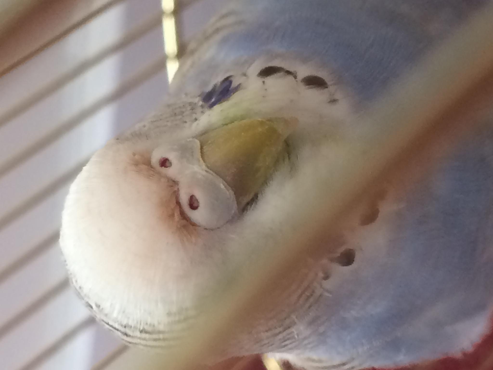 What gender is my budgie?