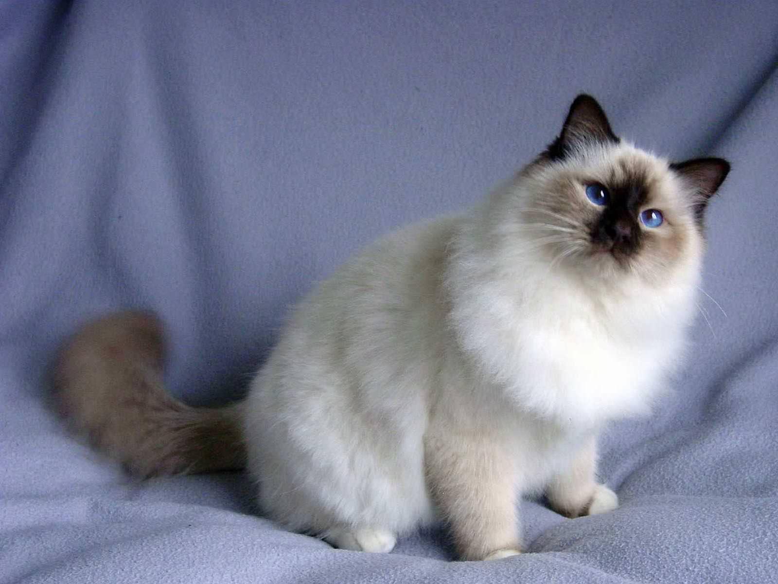 My cat is very active at night and keeps waking me up over and over. How can this be stopped? My cat is very active at night and keeps waking me up over and over. How can this be stopped?