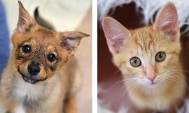Would you rather have puppies take over the world or kittens?