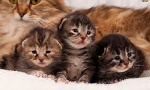 A cat had three kittens named April, May, and June. What was the mothers name?