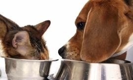 Have you ever eaten your cat / dog 's food? How was it?