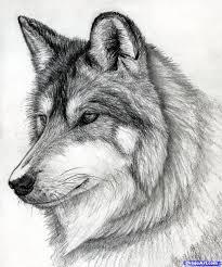 What is your favorite kind of Wolf? What is your favorite kind of Wolf?