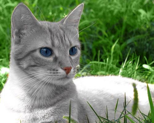 Silvermoon Silvermoon