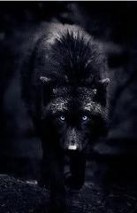 anonymouswolf