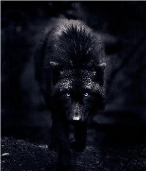 anonymouswolf's Photo