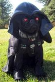 Join the bark side