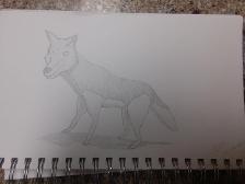 A Grey Wolf that I drew in class today.