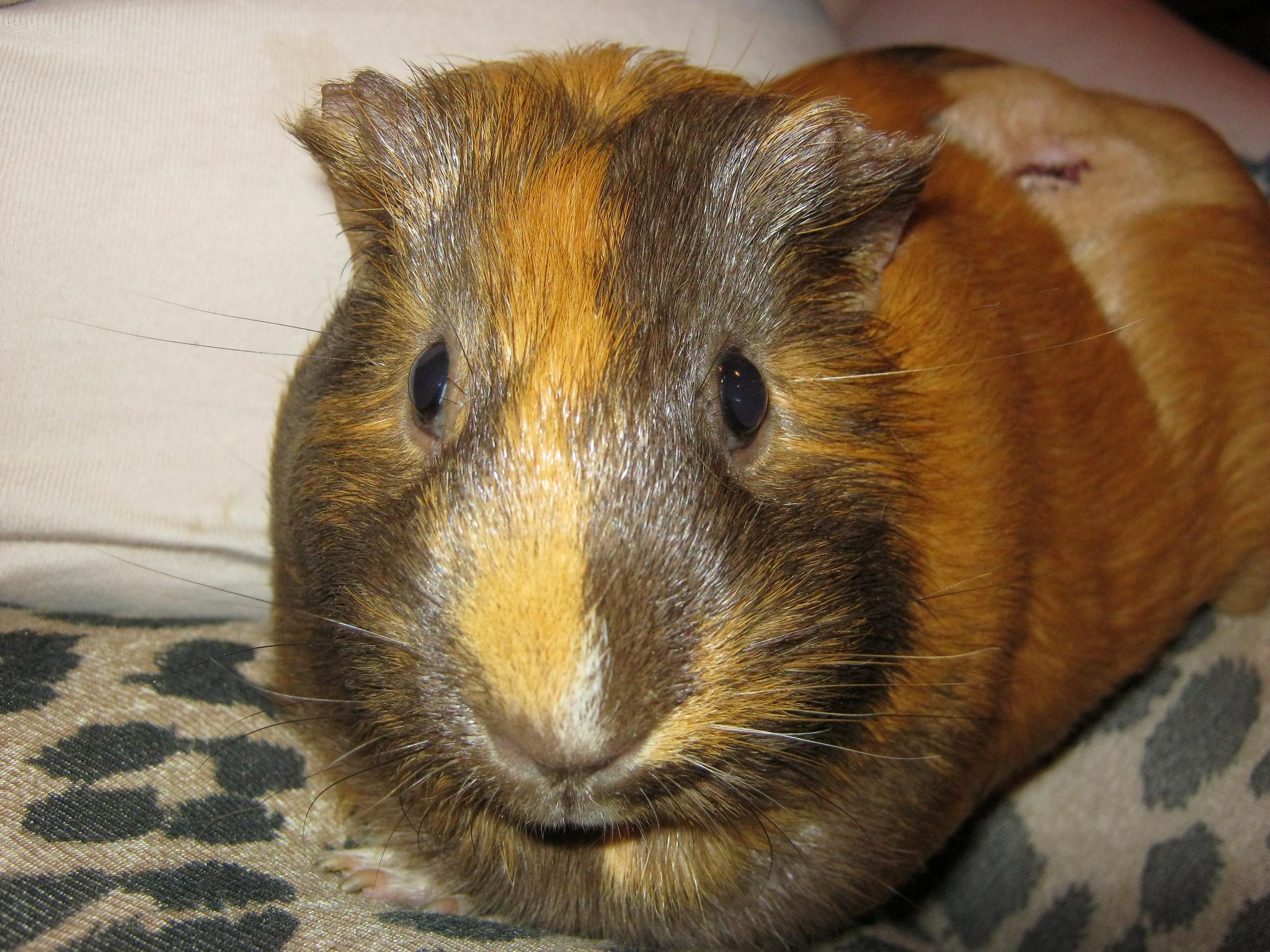 welshproudangel welshproudangel