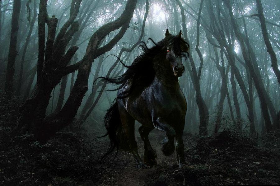 DarkHorse DarkHorse