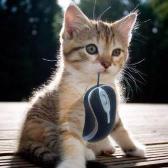 Look I caught a mouse!
