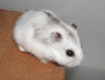 my hamster snowball 2 weeks old:)