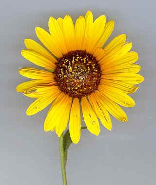 sunflower's Photo