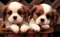 puppies's photo
