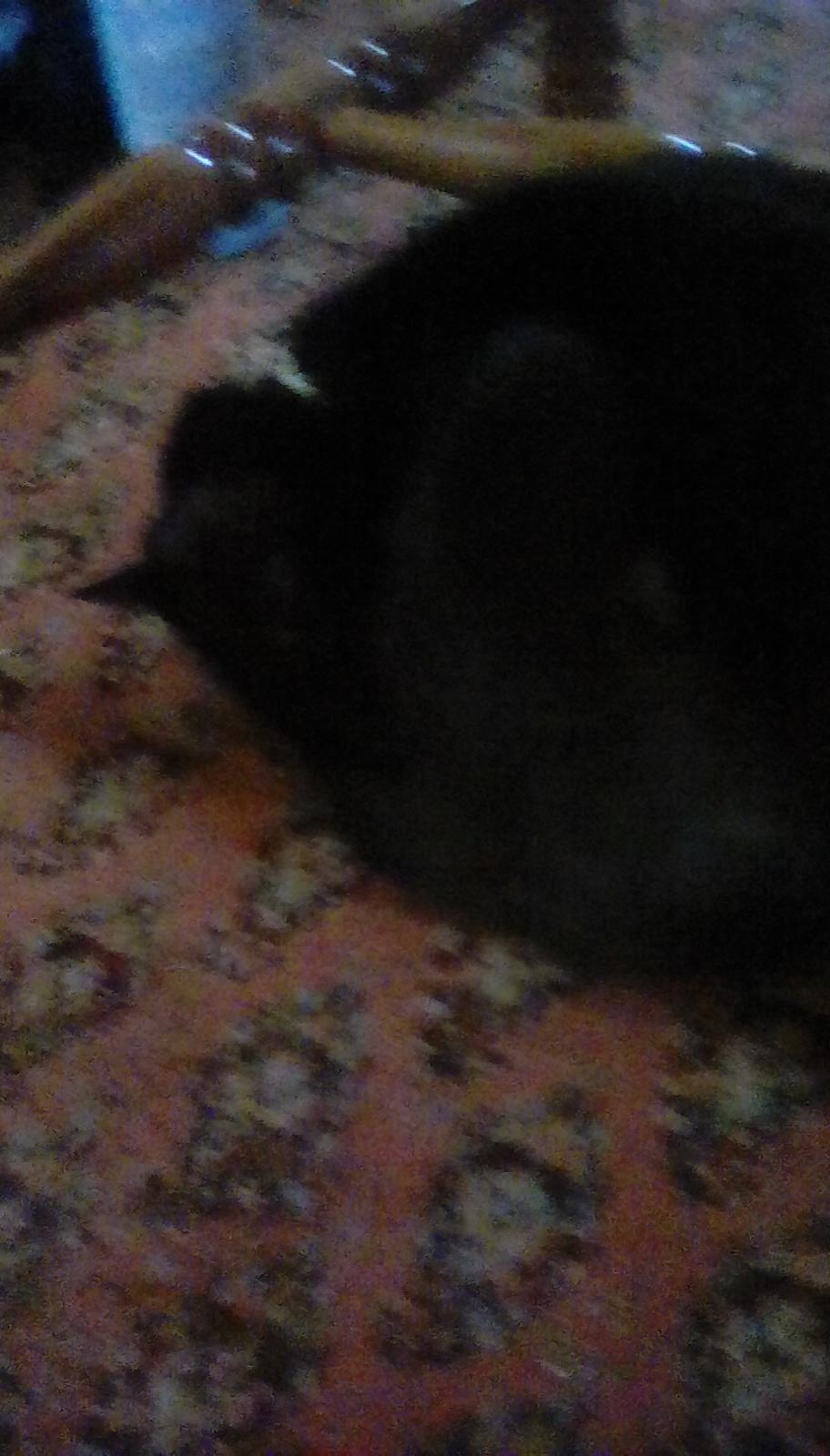 Meow18 Meow18