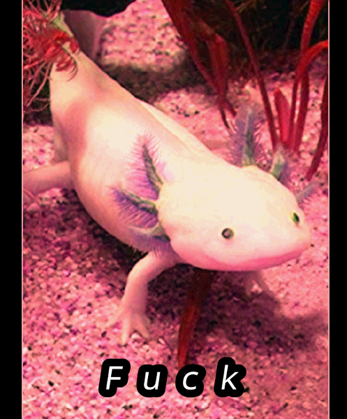 Axolotl but it said bad word