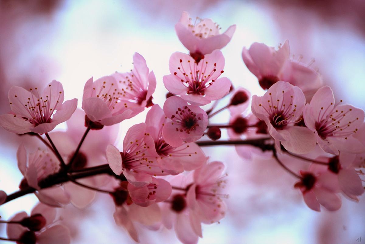 sakura14332 sakura14332