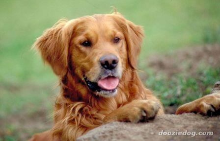 Dogluver22 Dogluver22