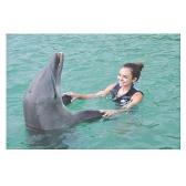 Swimming With Dolphins ;)