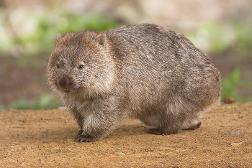 bare nosed wombat...........whole babey ..........