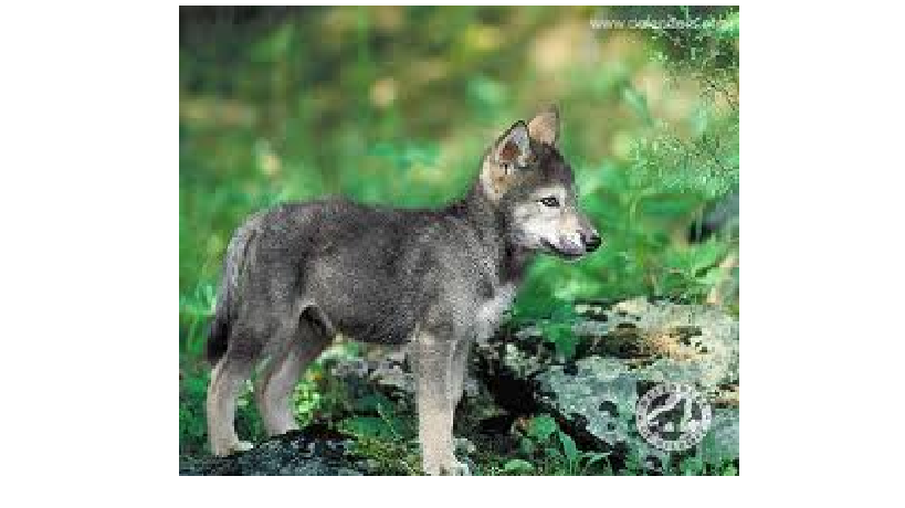 wolfguy wolfguy