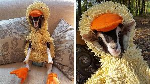 this goat named Polly has to have her duck costume w/ her or she'll have an anxiety attack :')