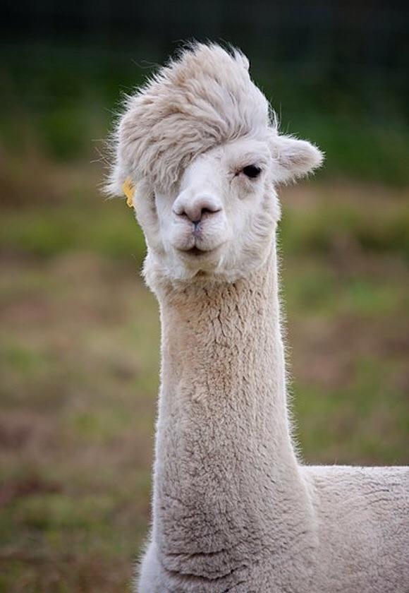 I_Am_A_Llama I_Am_A_Llama