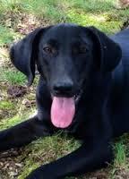doggie12131415 doggie12131415