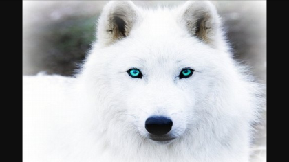 Arctic_Wolf's Photo