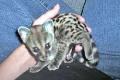 Leopardheart Leopardheart