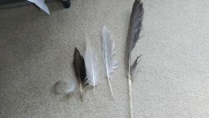 This is how many feathers I have?