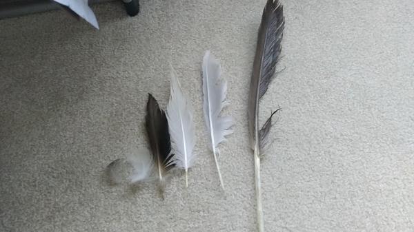 This is how many feathers I have?